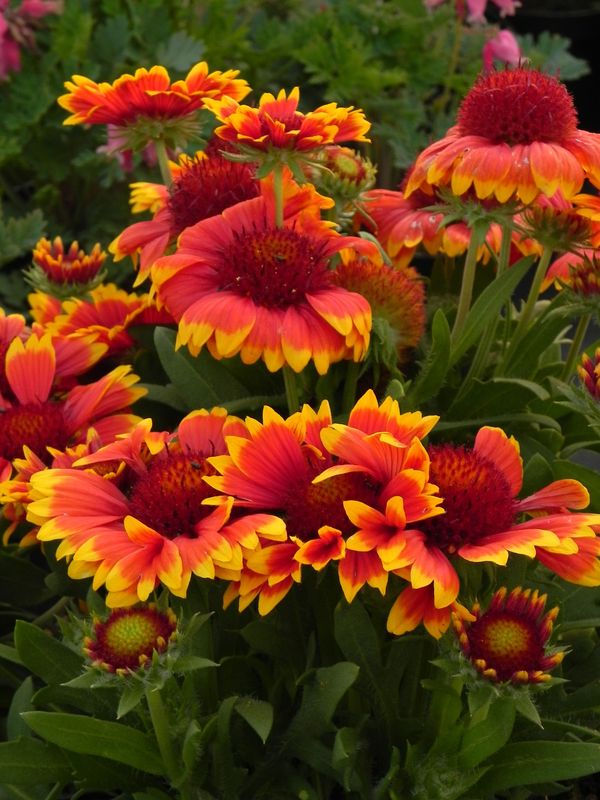 Gaillardia aristata ‘Galya™ Wild Fire’