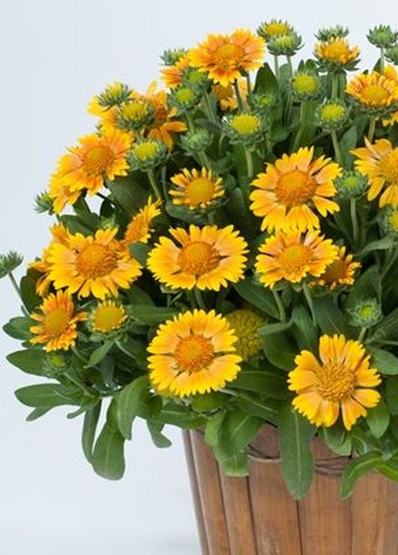 Gaillardia aristata ‘Galya™ Yellow’