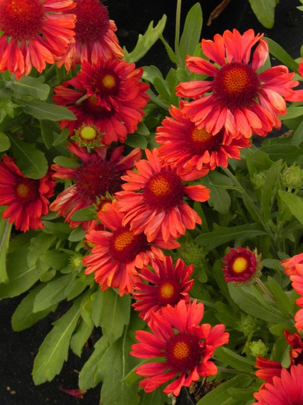 Gaillardia aristata ‘Mesa™ Red’