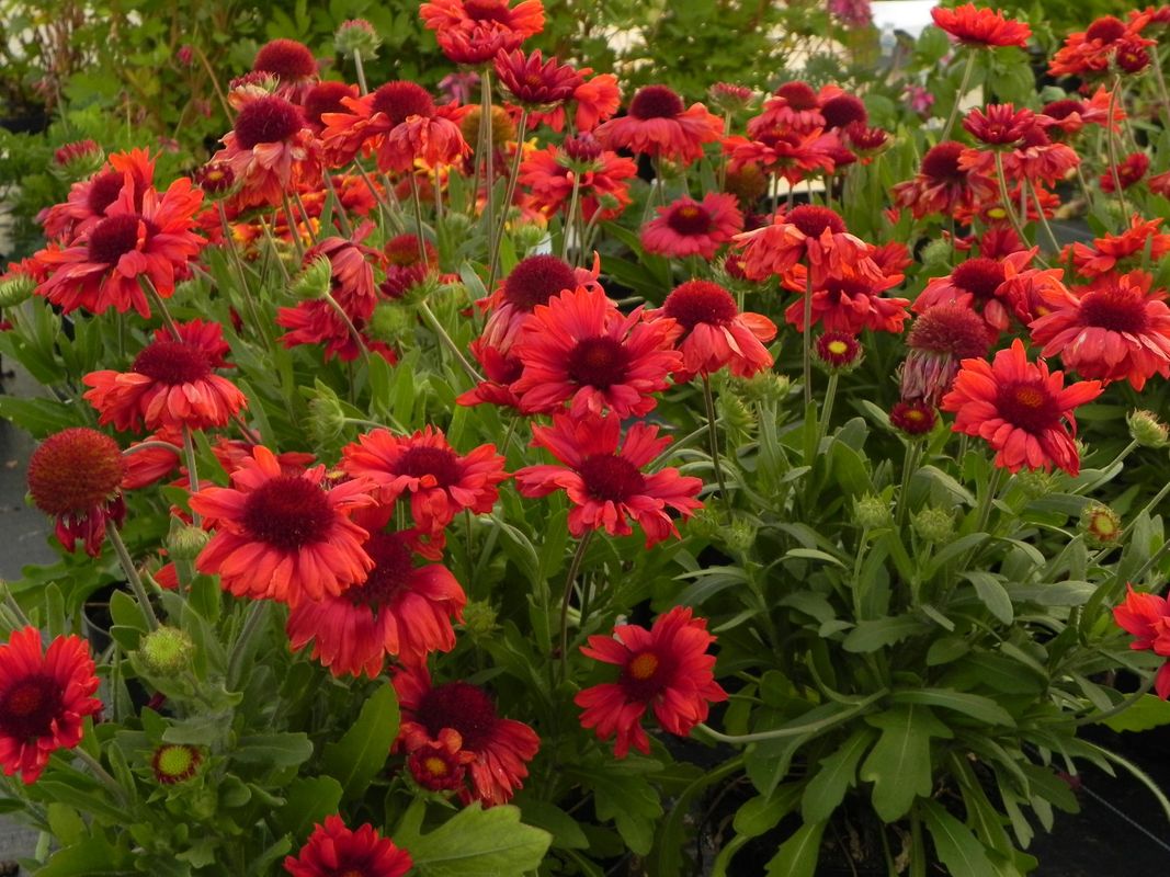 Gaillardia aristata ‘Mesa™ Red’