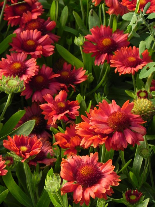 Gaillardia aristata ‘Mesa™ Red’