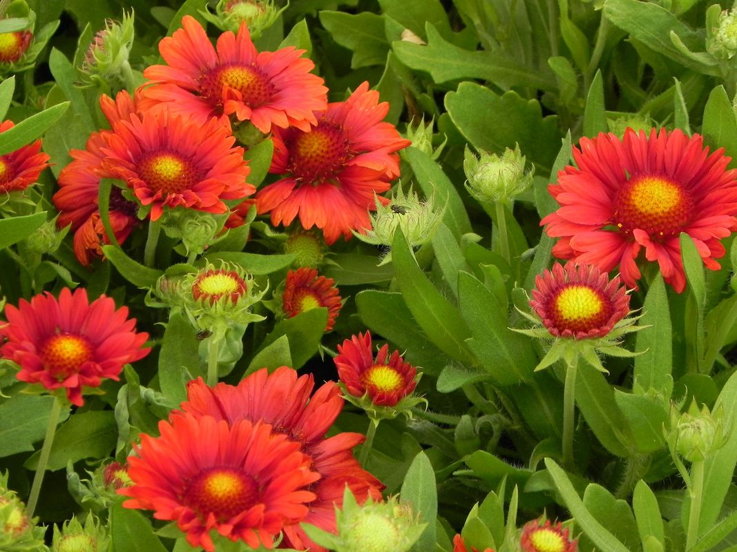 Gaillardia aristata ‘Mesa™ Red’