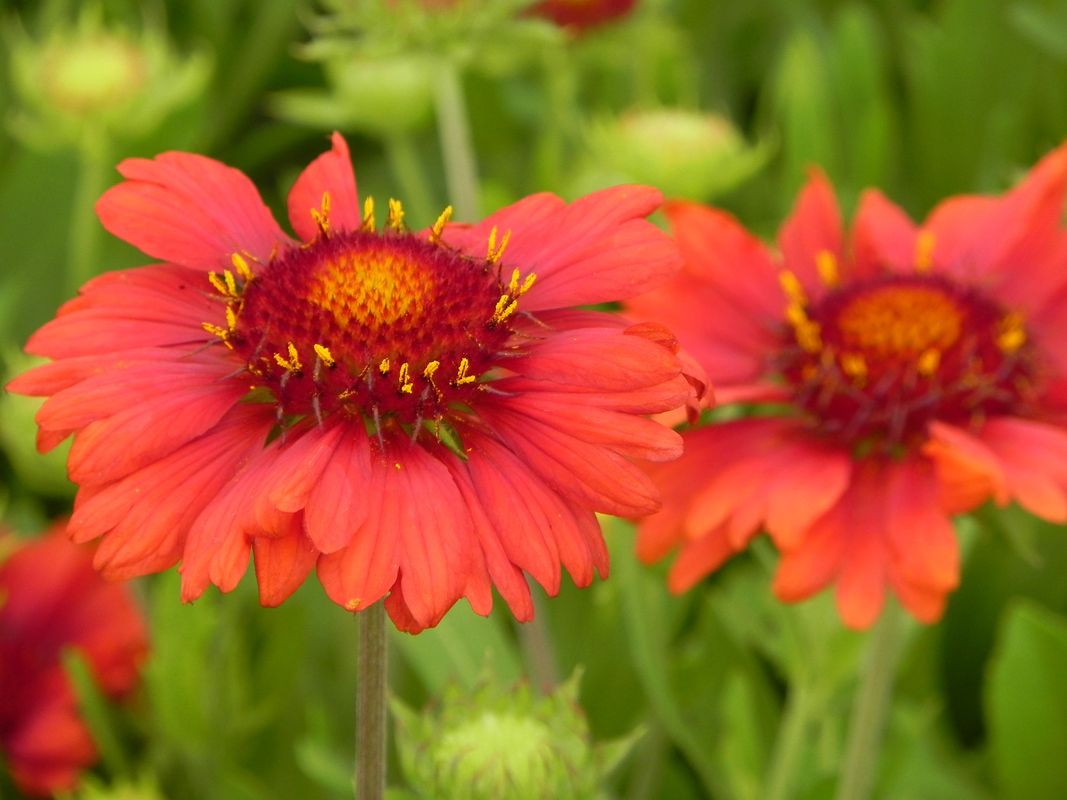 Gaillardia aristata ‘Mesa™ Red’