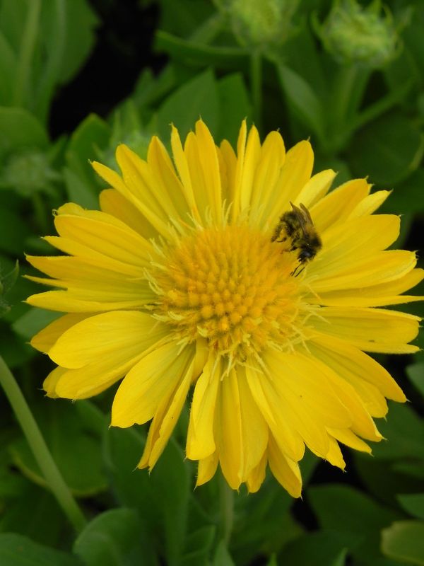 Gaillardia aristata ‘Mesa™ Yellow’
