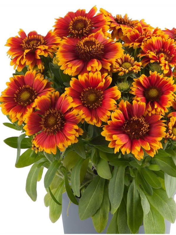 Gaillardia aristata ‘Guapa Tango Bicolour’