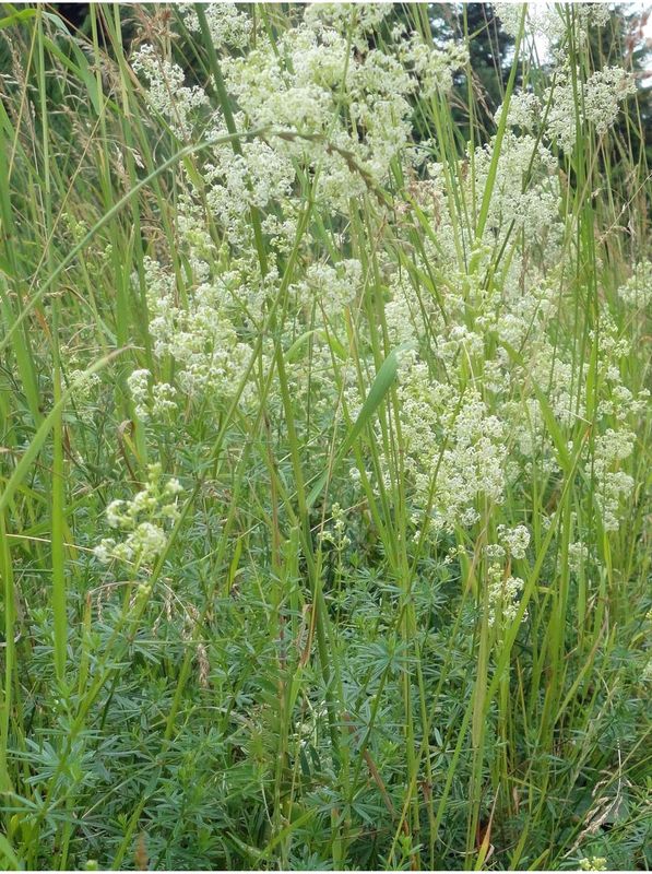 Galium album
