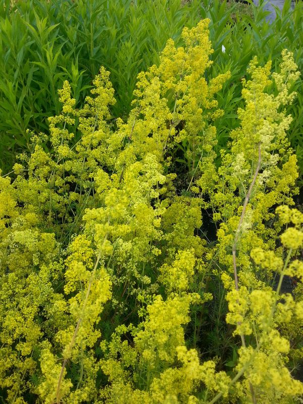 Galium verum