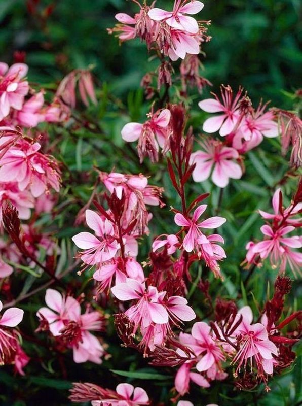 Gaura lindheimeri ‘Passionate Rainbow’