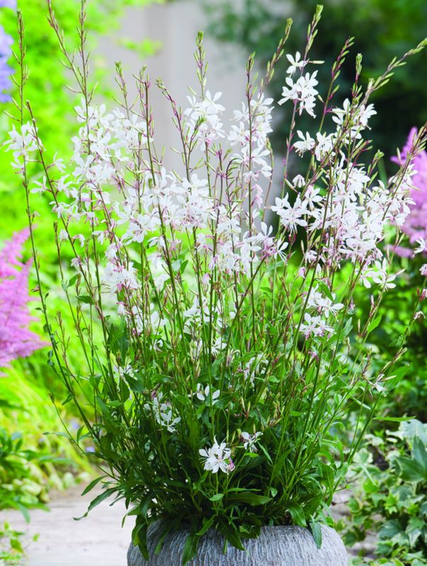 Gaura lindheimeri ‘Elurra’
