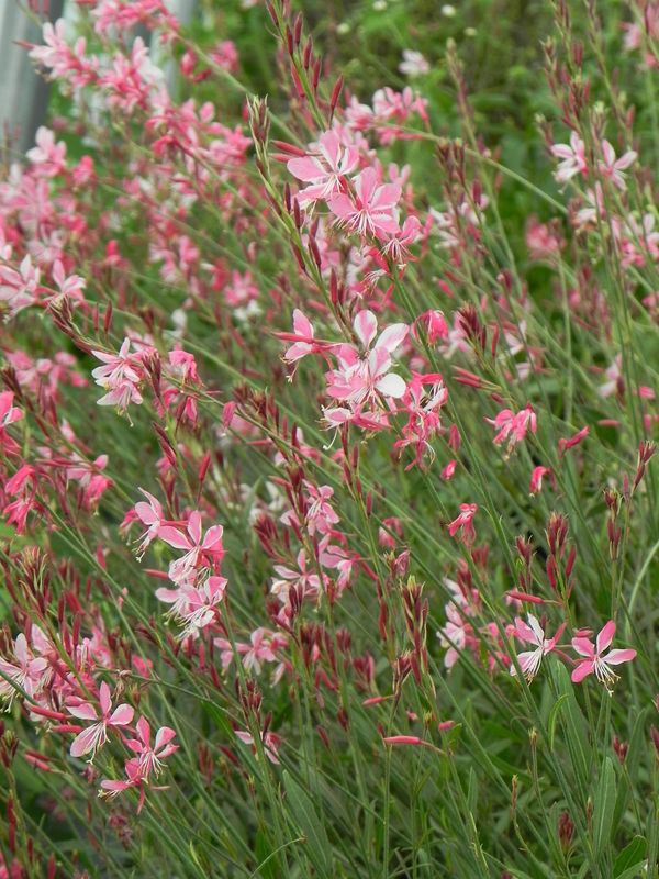 Gaura lindheimeri ‘Siskiyou Pink’