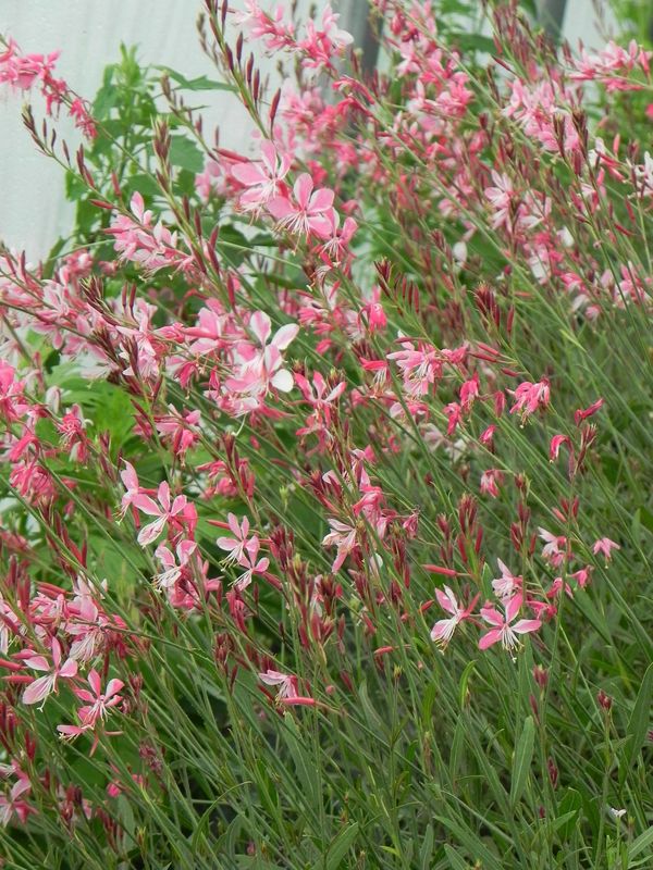 Gaura lindheimeri ‘Siskiyou Pink’