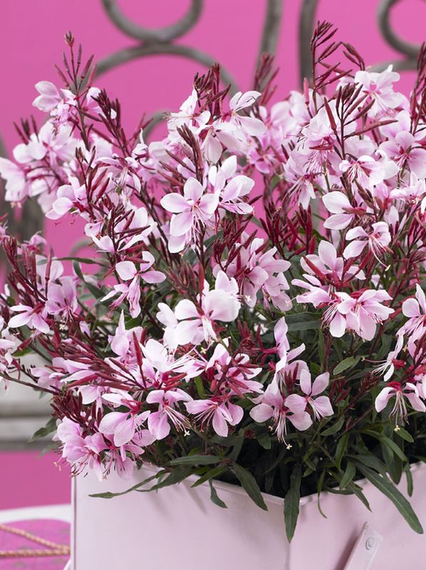 Gaura lindheimeri ‘Gaudi Pink’