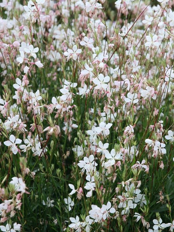 Gaura lindheimeri ‘Sparkle White’