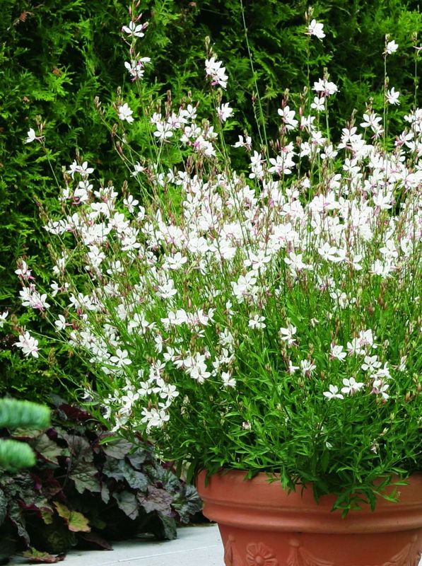 Gaura lindheimeri ‘Geyser® White’
