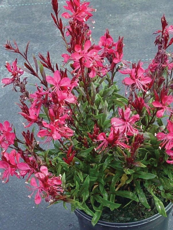Gaura lindheimeri ‘Gaudi® Red’