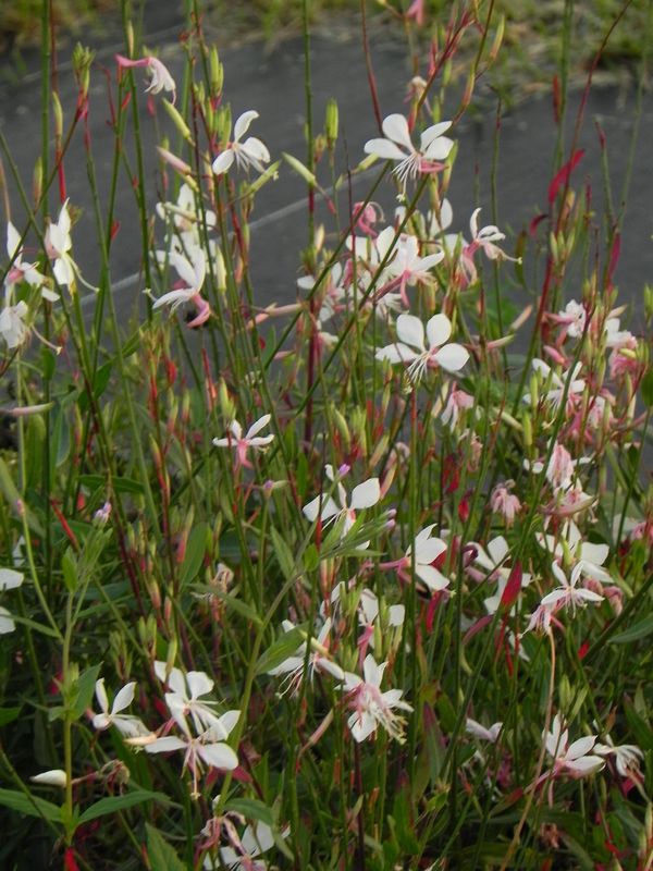 Gaura lindheimeri ‘Whirling Butterflies’
