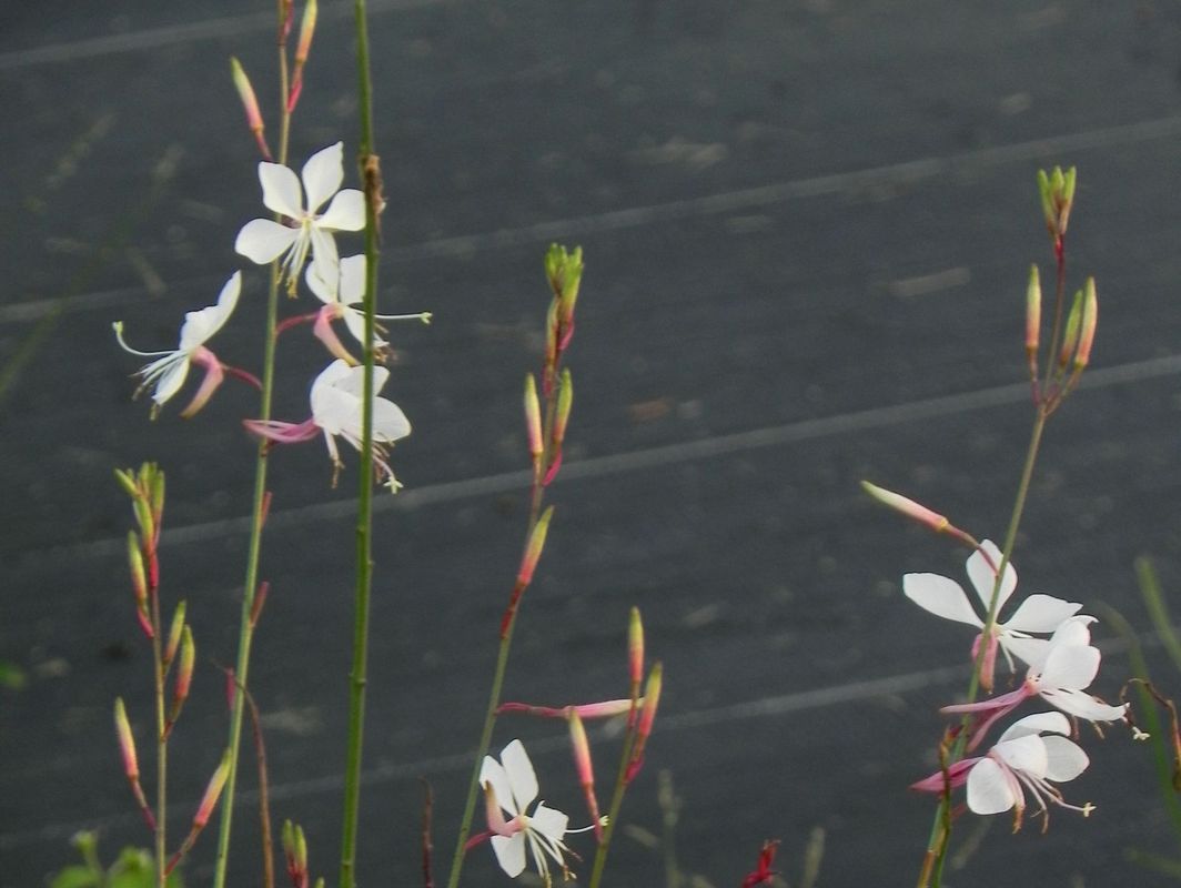 Gaura lindheimeri ‘Whirling Butterflies’