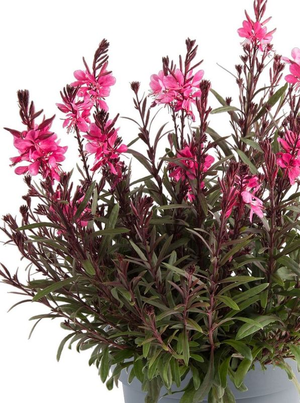 Gaura lindheimeri ‘Gaudi® Medium Rose’