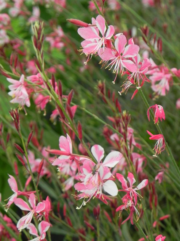 Gaura lindheimeri ‘Siskiyou’