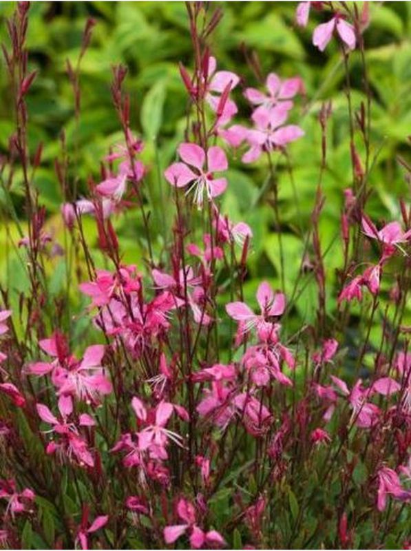 Gaura lindheimeri ‘Tutti Frutti’
