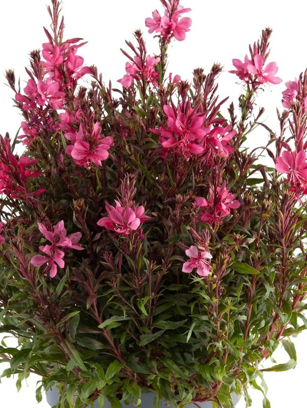 Gaura lindheimeri ‘Gaudi® Compact Red’