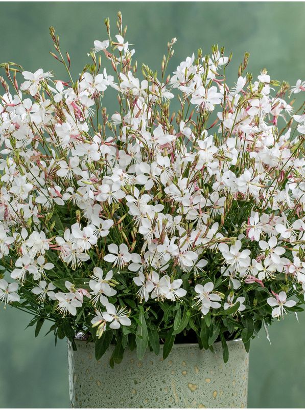 Gaura lindheimeri ‘Gaudi® Medium White’