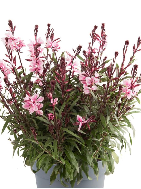 Gaura lindheimeri ‘Gaudi® Medium Pink Impr.’
