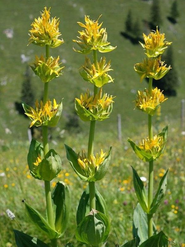 Gentiana lutea