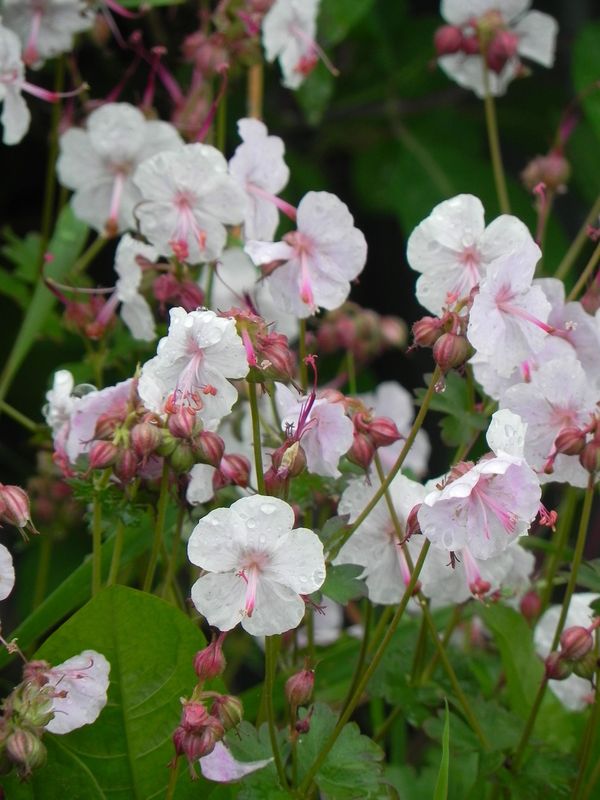 Geranium x cantabrigiense ‘Biokovo’