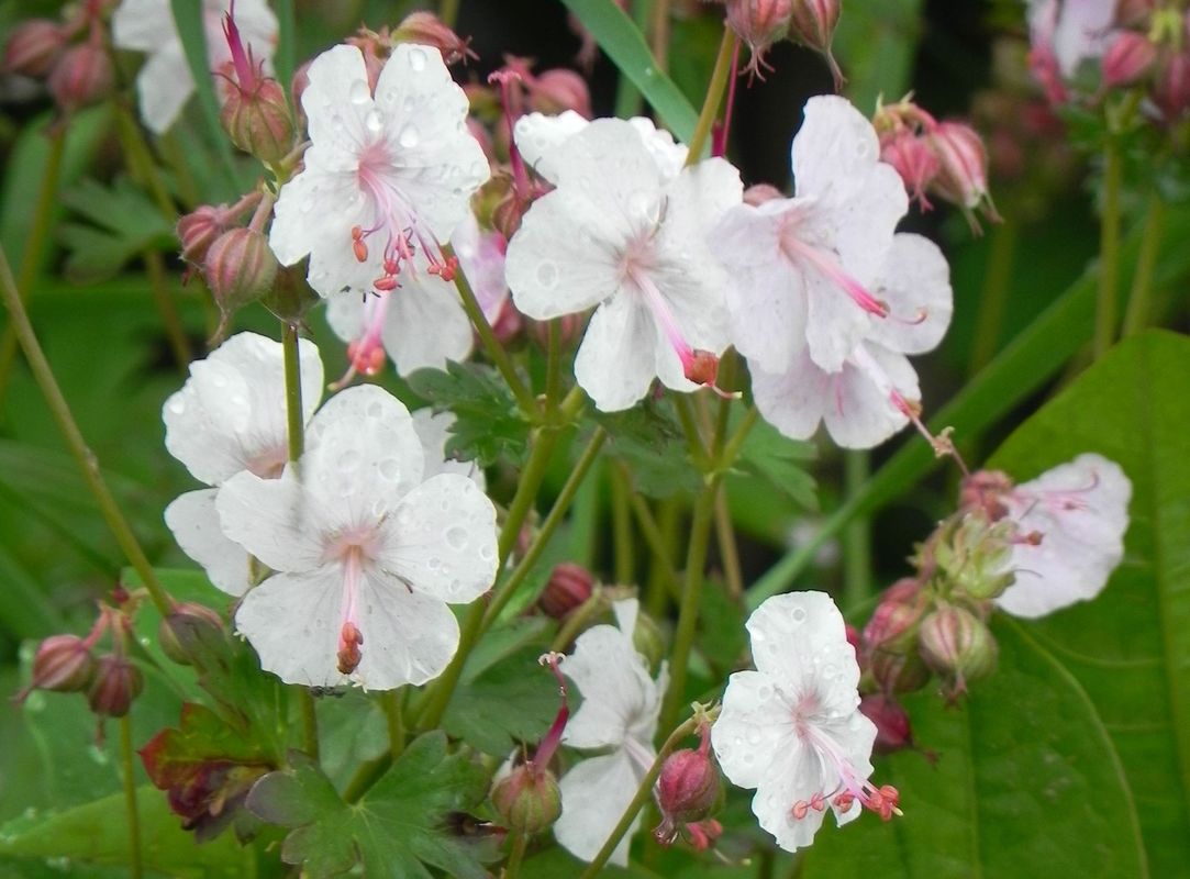 Geranium x cantabrigiense ‘Biokovo’