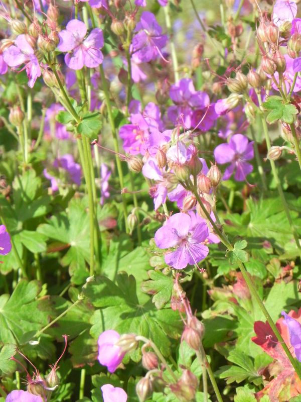 Geranium x cantabrigiense ‘Cambridge’