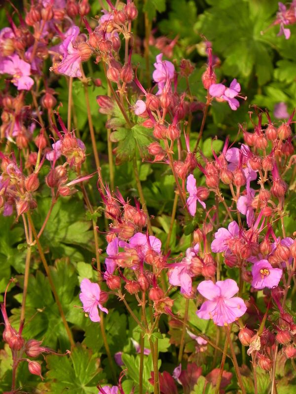 Geranium x cantabrigiense ‘Karmina’