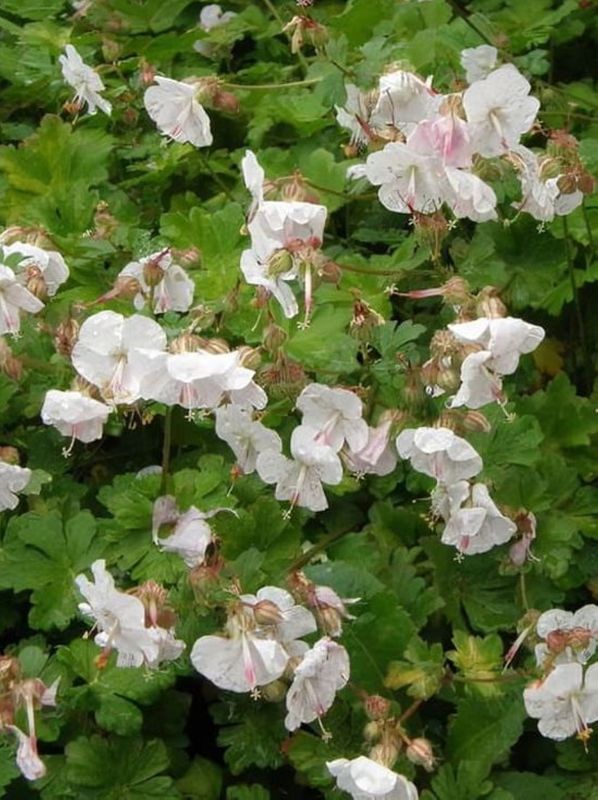 Geranium x cantabrigiense ‘Saint Ola’