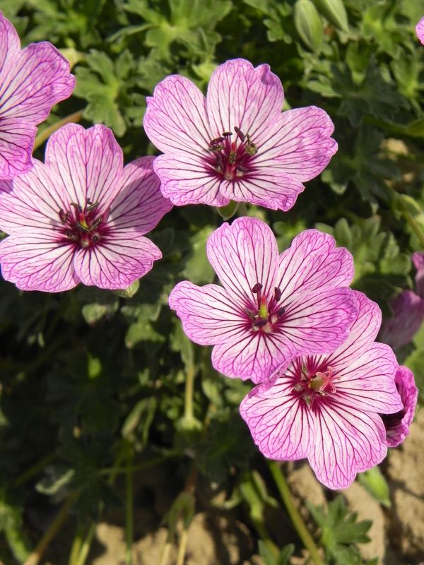 Geranium cinereum ‘Ballerina’