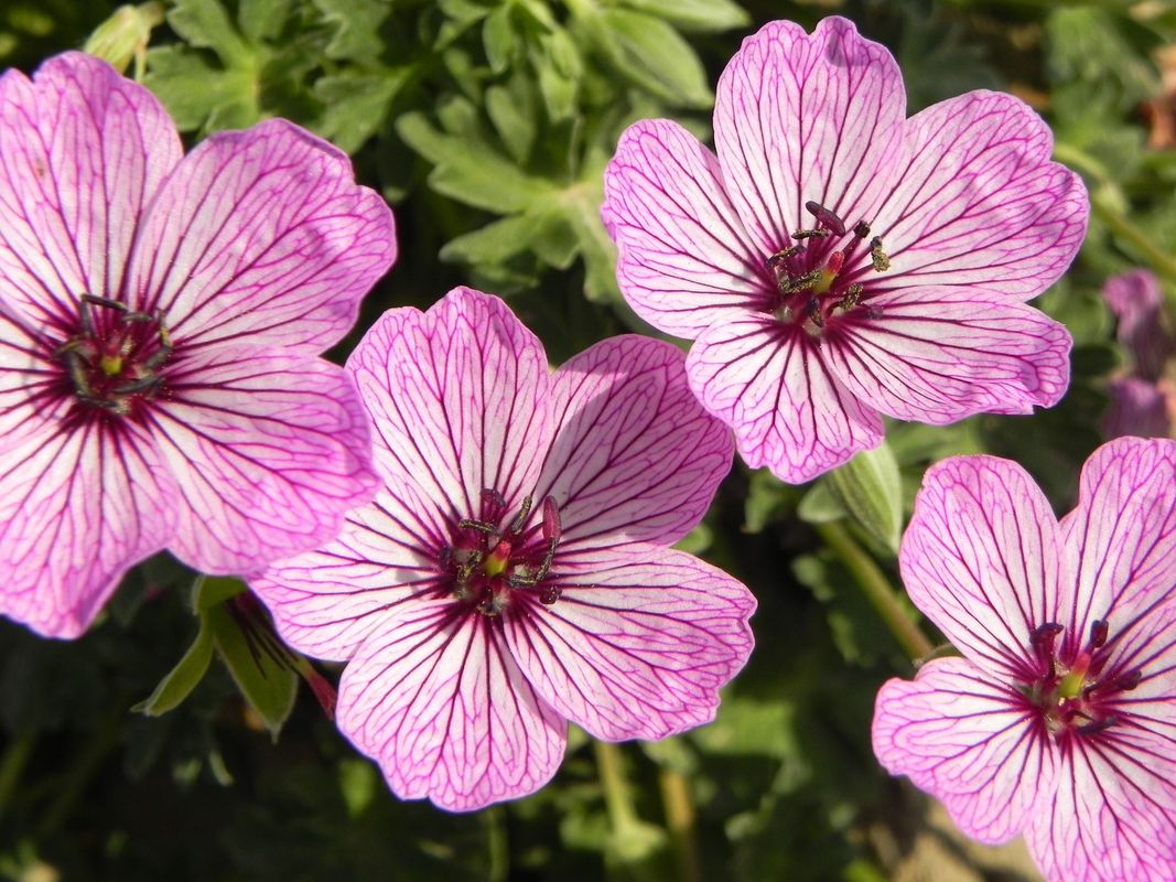 Geranium cinereum ‘Ballerina’