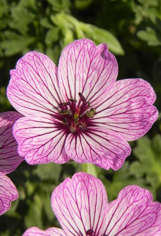 Geranium cinereum ‘Ballerina’