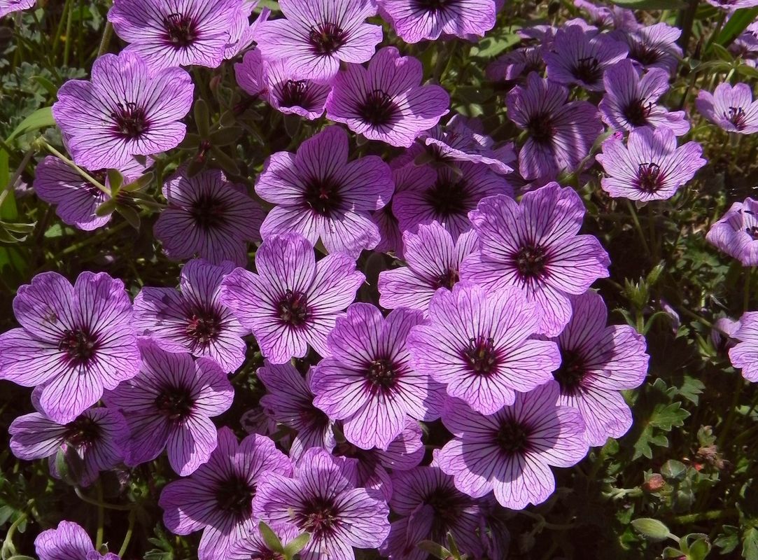 Geranium cinereum ‘Ballerina’