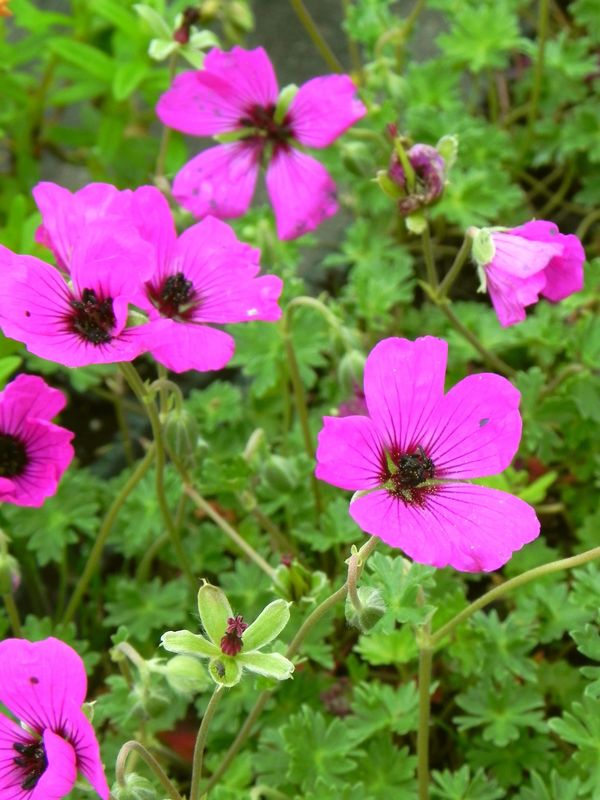 Geranium cinereum ‘Guiseppe’