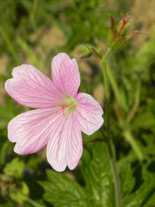 Geranium endressi