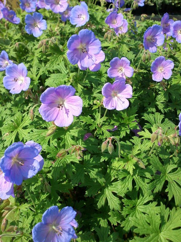 Geranium himalayense ‘Irish Blue’