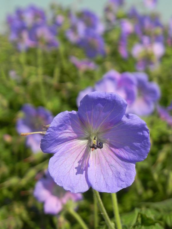 Geranium himalayense ‘Johnson`s Blue’