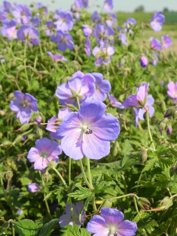Geranium himalayense ‘Johnson`s Blue’