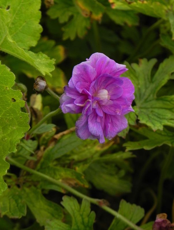 Geranium himalayense ‘Birch Double / Plenum’