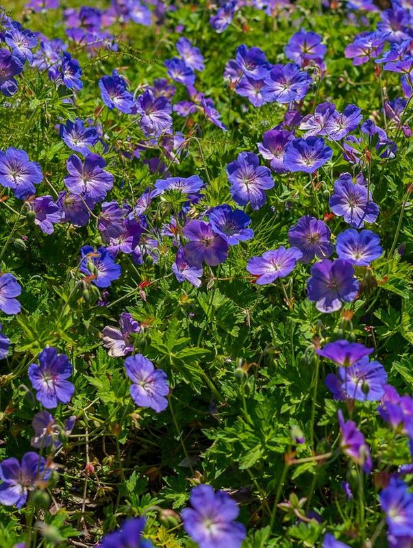 Geranium himalayense ‘Baby Blue’