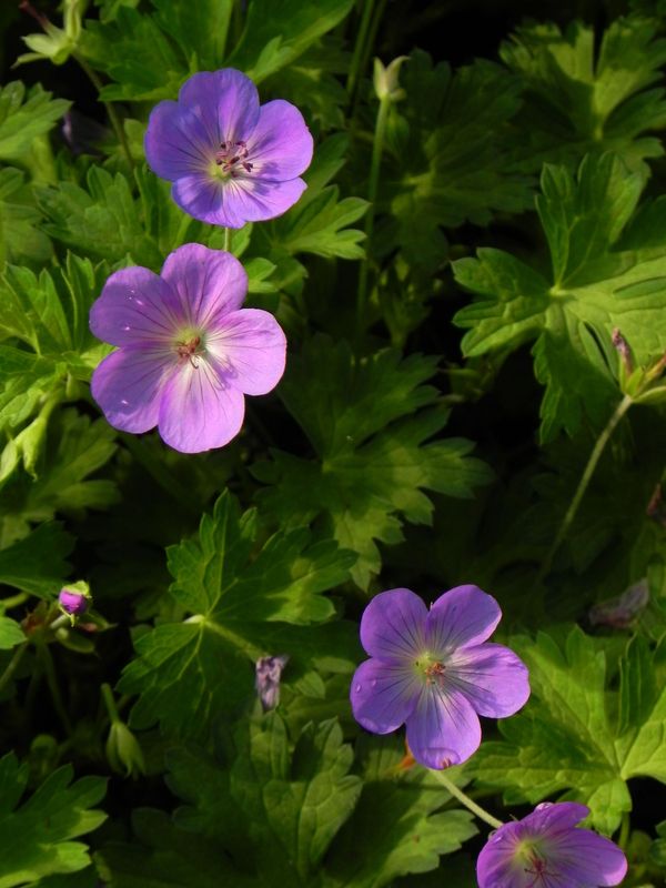 Geranium x hybridum ‘Rozanne®’