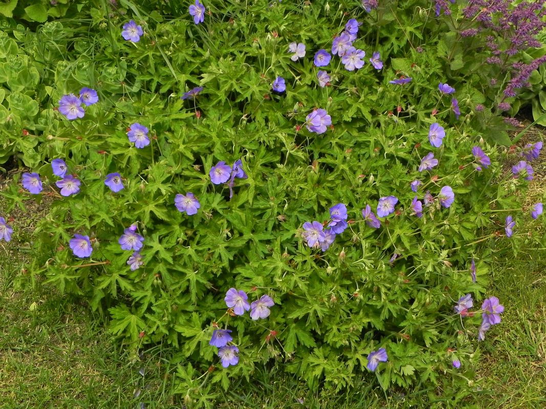 Geranium x hybridum ‘Rozanne®’
