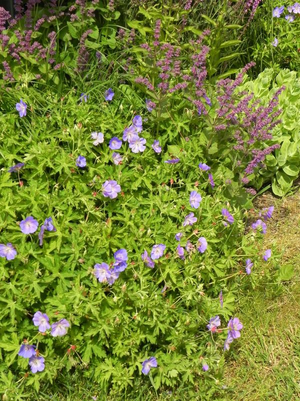 Geranium x hybridum ‘Rozanne®’