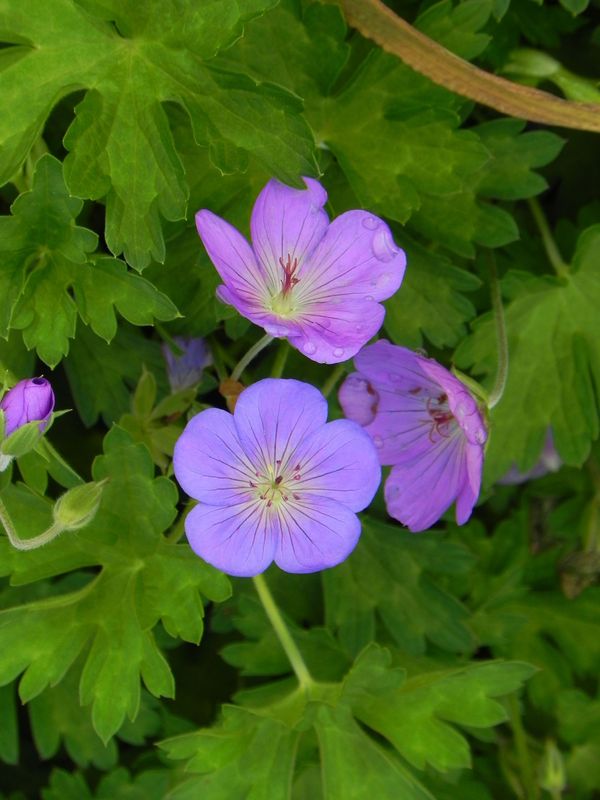 Geranium x hybridum ‘Rozanne®’