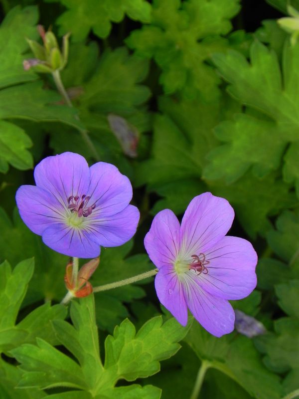 Geranium x hybridum ‘Rozanne®’