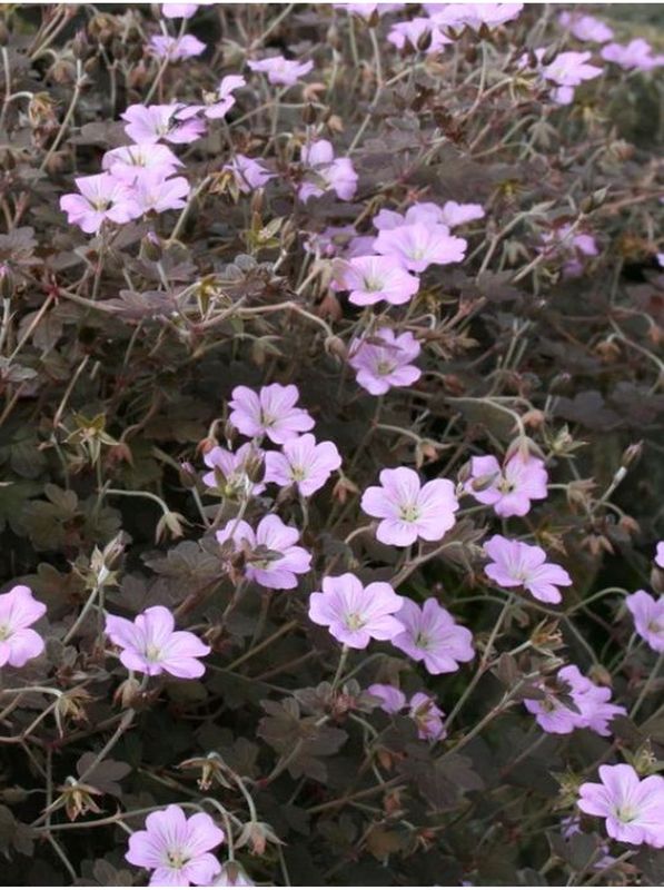 Geranium x hybridum ‘Dusky Crug’